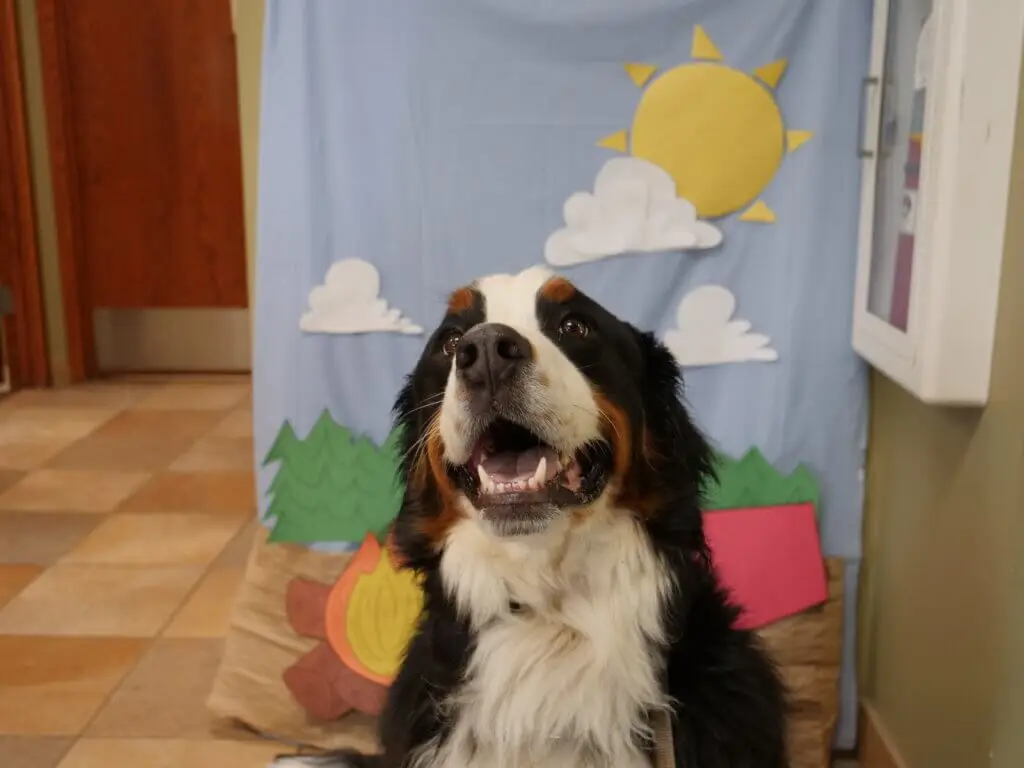 Pet Dental Solutions - Plymouth Heights Pet Hospital