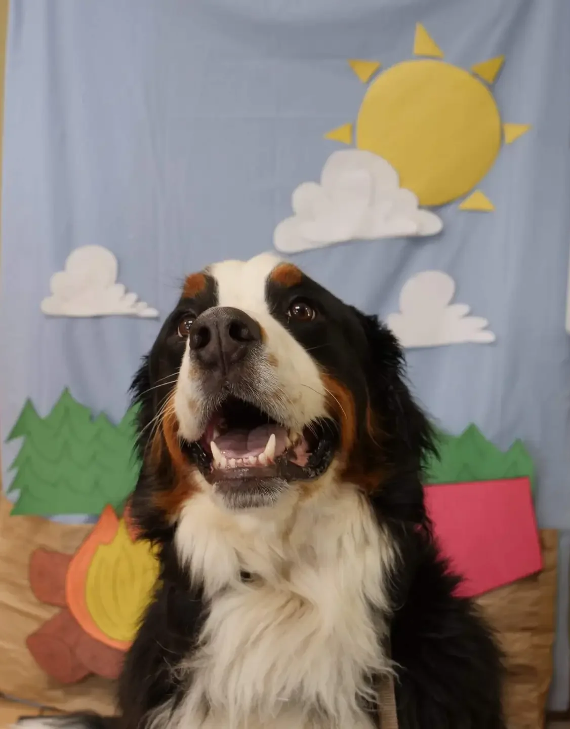 Pet Dental Solutions - Plymouth Heights Pet Hospital